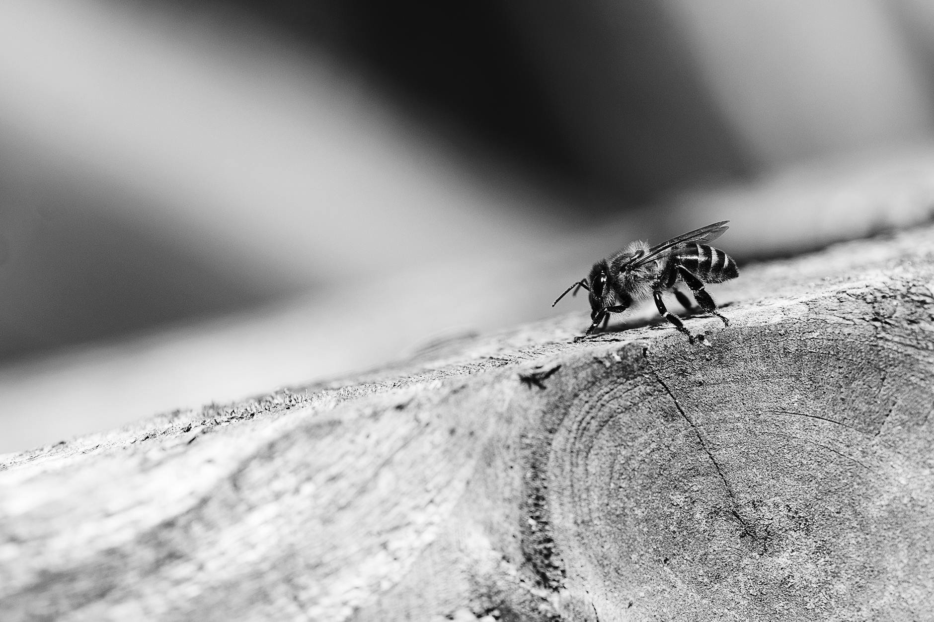une abeille sur du bois